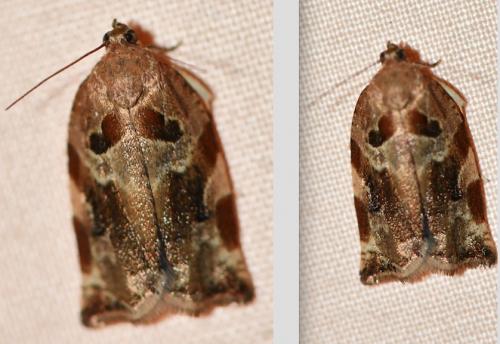 Réf. 283 988 : Archips xylosteana